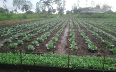 Agriculture